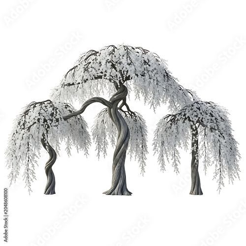 Three stylized weeping cherry trees with delicate white blossoms and intricately twisted grey trunks, a beautiful digital 3D render isolated on a transparent background