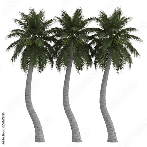 Three tall coconut palm trees with lush green fronds and clusters of green coconuts, digitally rendered in 3D and isolated on a clean transparent background.