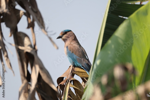 Photography Indian roller (Coracias benghalensis) is a bird of the family Coraciidae