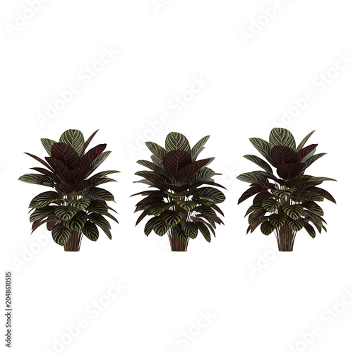 Three identical rendered Calathea plants with dark green and reddish-purple leaves featuring light striped patterns, isolated on a transparent background.