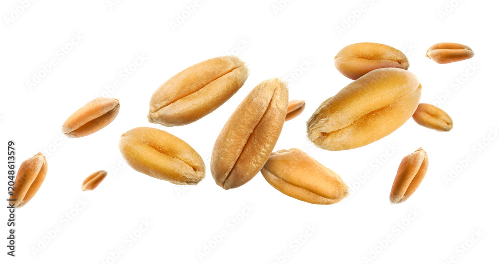 Obraz premium Wheat grains flying in air against white background