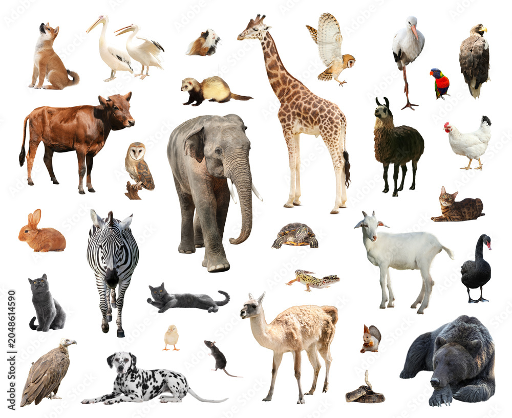 Obraz premium Many different animals on white background, set