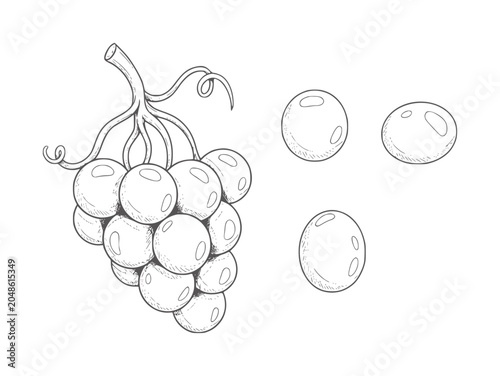 Canvas Print Hand drawn of a bunch of grapes and three loose grapes fruit food outline