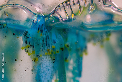 Schilderij op canvas Often found in tropical and subtropical waters, this dangerous marine species may wash ashore during seasonal currents and monsoon conditions