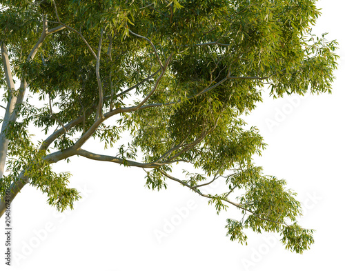 Low angle view of Corymbia aparrerinja branches with vibrant green leaves isolated on black background, native Australian ghost gum tree cutout for landscape design.