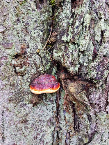 Foto Close-up of a bracket fungus growing on a tree bark covered with lichen in the f