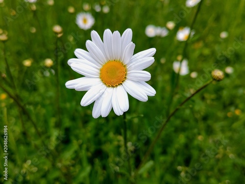 A closeup shot of a oxeye daisy white with yellow flower, Leucanthemum vulgare, with a single droplet visible on the petal. Photo with shallow focus. 