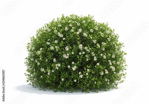 Ephemeral Bloom, A Cloud of Spring
