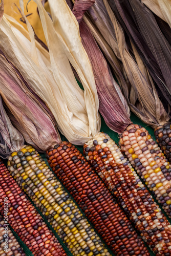 Colorful corn displayed