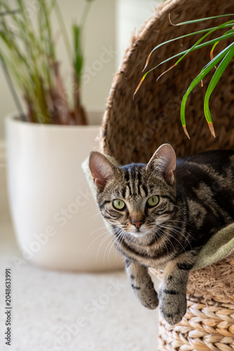 Staring Kitten tabby cat, resting in its wicker cocoon bed. Soft neutral tones, a Scandinavian vibe interior with plants and soft furnishing.