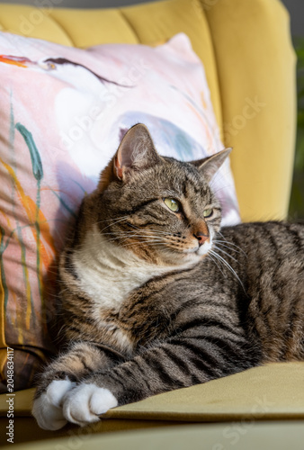 Staring adult tabby cat, a resting pose showing, brown, black and white stripes. Sun worshiping feline lazing on a lounge chair.