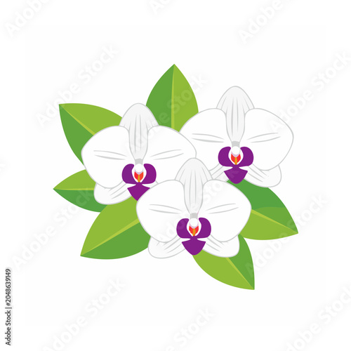 White orchid flowers with green leaves, flat design illustration