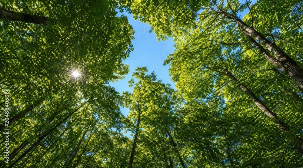 Fototapeta premium Low angle view of forest canopy against blue sky