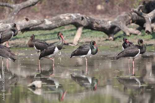 Fotografie The black stork (Ciconia nigra) is a large bird in the stork family Ciconiidae