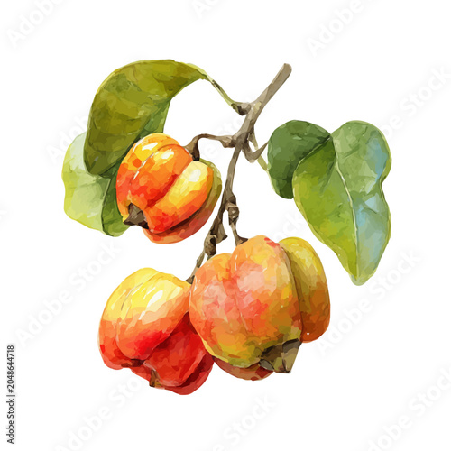 Foto Ackee watercolor drawing vector, high-quality modern illustration on a pure whit