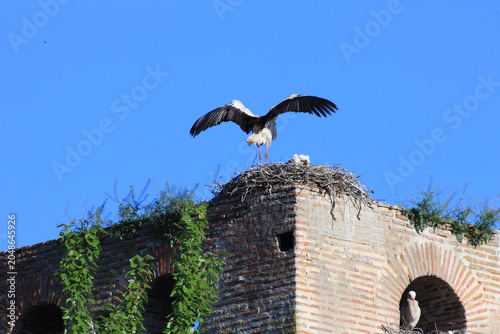White storks are nesting on a church tower in Spain