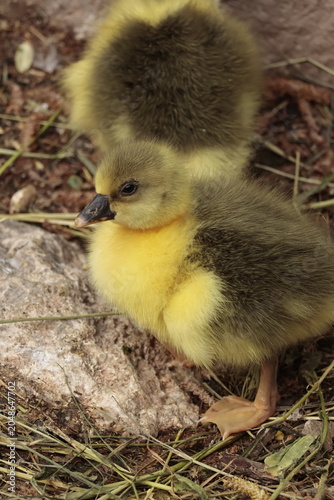 Obraz na płótnie duckling in the nest