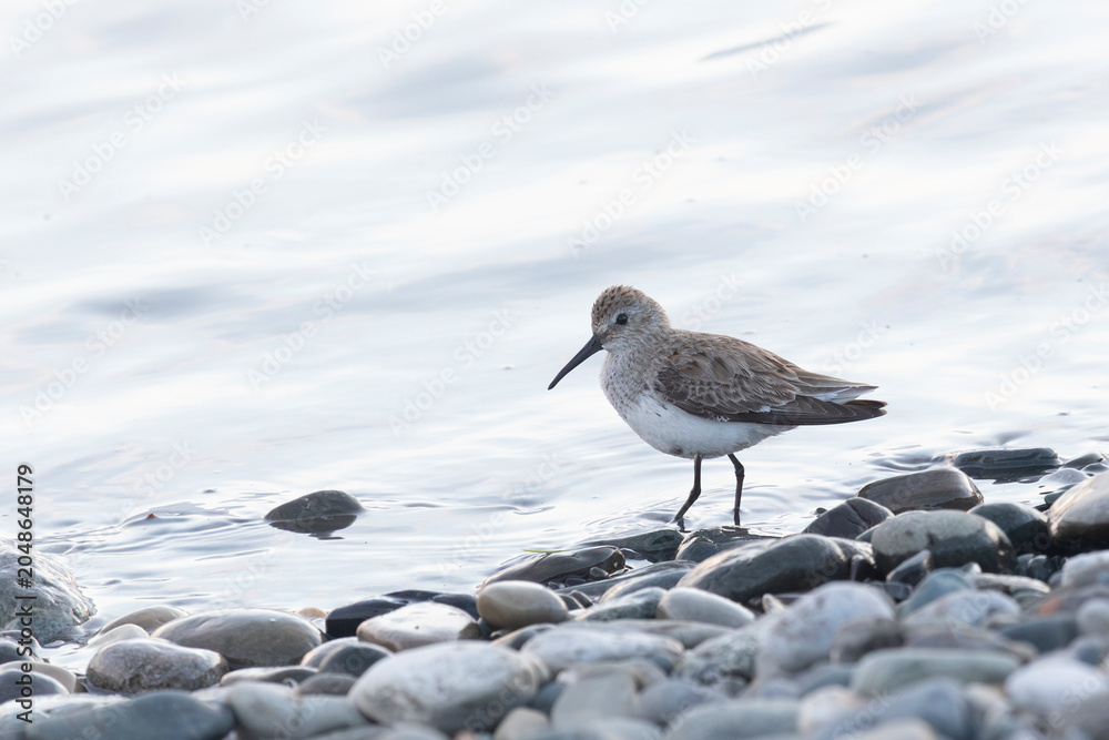 Fototapeta premium Dunlin stands on the sandy river bank