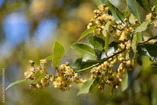 A branch of blooming Laurus nobilis. Close-up