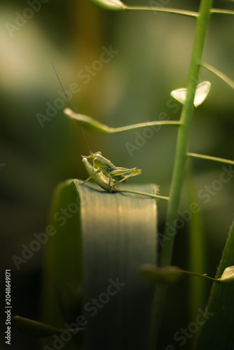 Obraz na płótnie grasshopper on a leaf