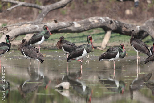 Photography The black stork (Ciconia nigra) is a large bird in the stork family Ciconiidae