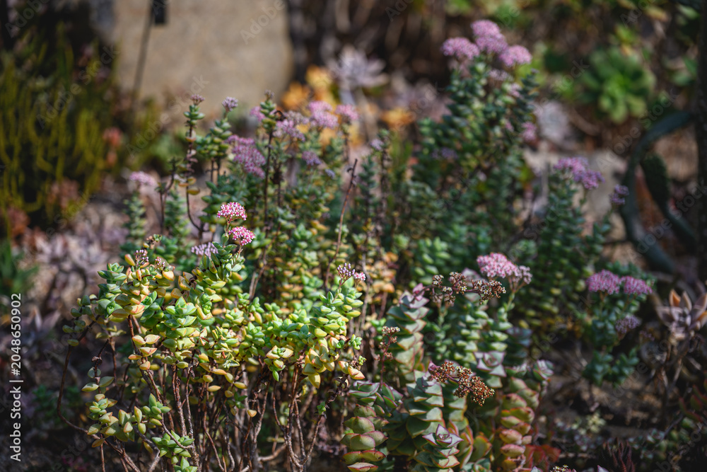 Obraz premium Flowering Crassula Succulents Growing in a Botanical Garden
