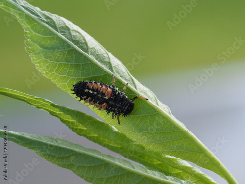 Authentic Macro Photo of Seven-spot Ladybird Larva (Coccinella septempunctata)