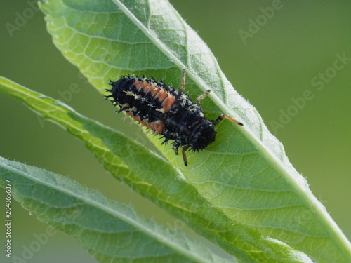 Authentic Macro Photo of Seven-spot Ladybird Larva (Coccinella septempunctata)
