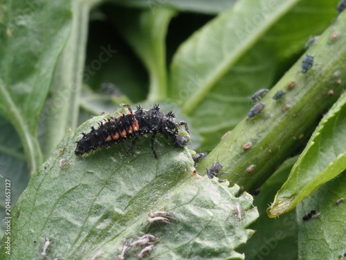 Authentic Macro Photo of Seven-spot Ladybird Larva (Coccinella septempunctata)