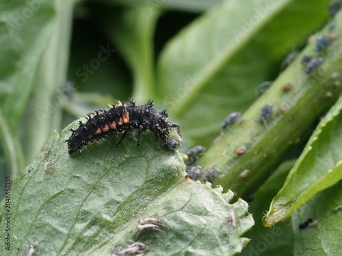 Authentic Macro Photo of Seven-spot Ladybird Larva (Coccinella septempunctata)