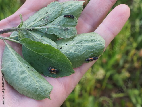Authentic Macro Photo of Seven-spot Ladybird Larva (Coccinella septempunctata)