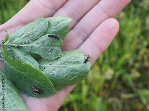 Authentic Macro Photo of Seven-spot Ladybird Larva (Coccinella septempunctata)