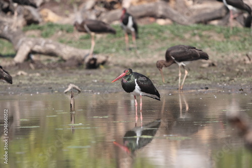 Photography The black stork (Ciconia nigra) is a large bird in the stork family Ciconiidae