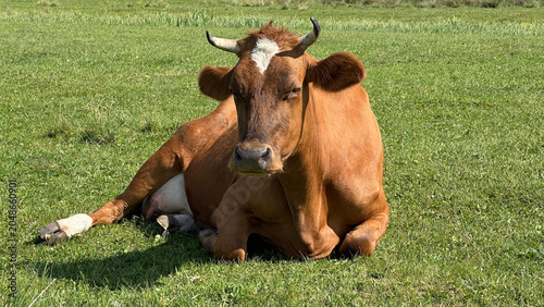 Cow. A red cow lies in a field