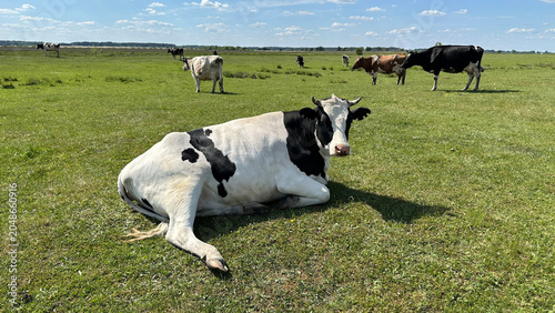 Cow. Black and white cow grazing in a meadow