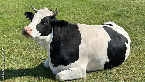 Cow. Black and white cow grazing in a meadow