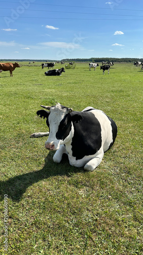 Cow. Black and white cow grazing in a meadow