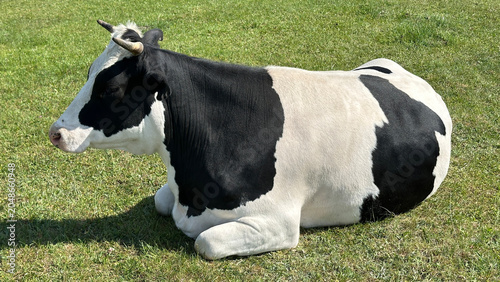 Cow. Black and white cow grazing in a meadow