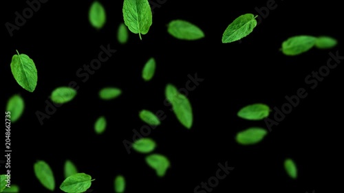 Mint Leaves Falling Animation on Alpha Channel, Fresh Green Peppermint Leaves Summer Drink and Food Herb isolated social media motion design element