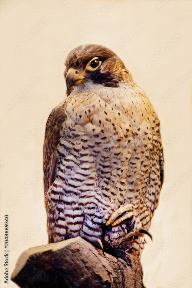 Fototapeta premium Peregrine falcon bird on a white background. Birds, ornithology, ecology.