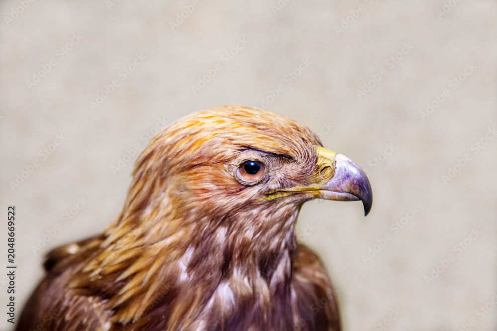 Fototapeta premium A golden eagle bird with a sharp beak on a light background. Birds, ornithology, ecology.
