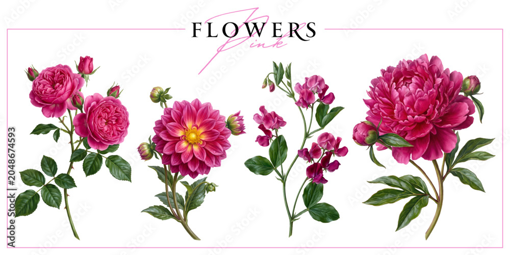 Fototapeta premium Fuchsia pink garden flowers isolated on a white background. Vintage painting style illustration.