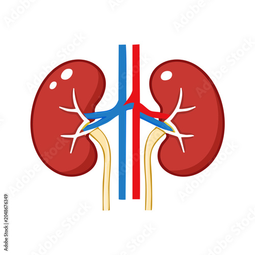 Human Kidney Anatomy with Artery and Vein
