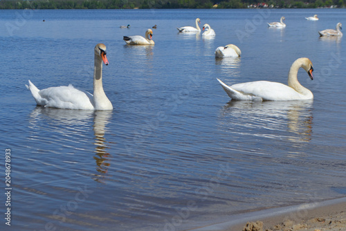 White Swan on the Lake. Mute Swan (Cygnus olor) gliding across the Lake at sunset. European bird wildlife. A beautiful swan swimming in a pond.A mute swan wading in a deep lake