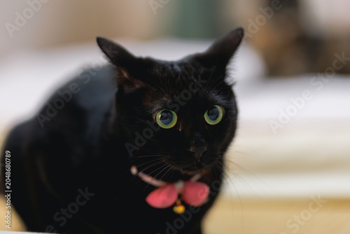 黒猫