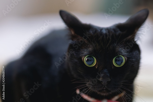 黒猫