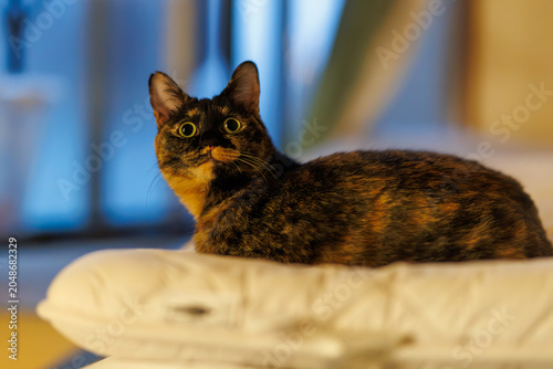 サビ猫