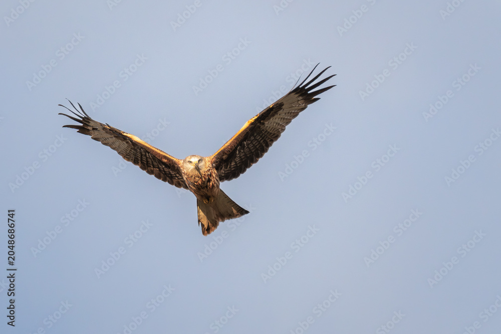 Obraz premium Red kite (Milvus milvus) in direct head-on flight with full wingspan spread against blue sky, Chilterns, Buckinghamshire, England, UK