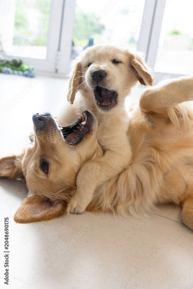 Naklejka premium Two golden retriever dogs playing on smooth pale floor near white-framed doors with blue-green mat