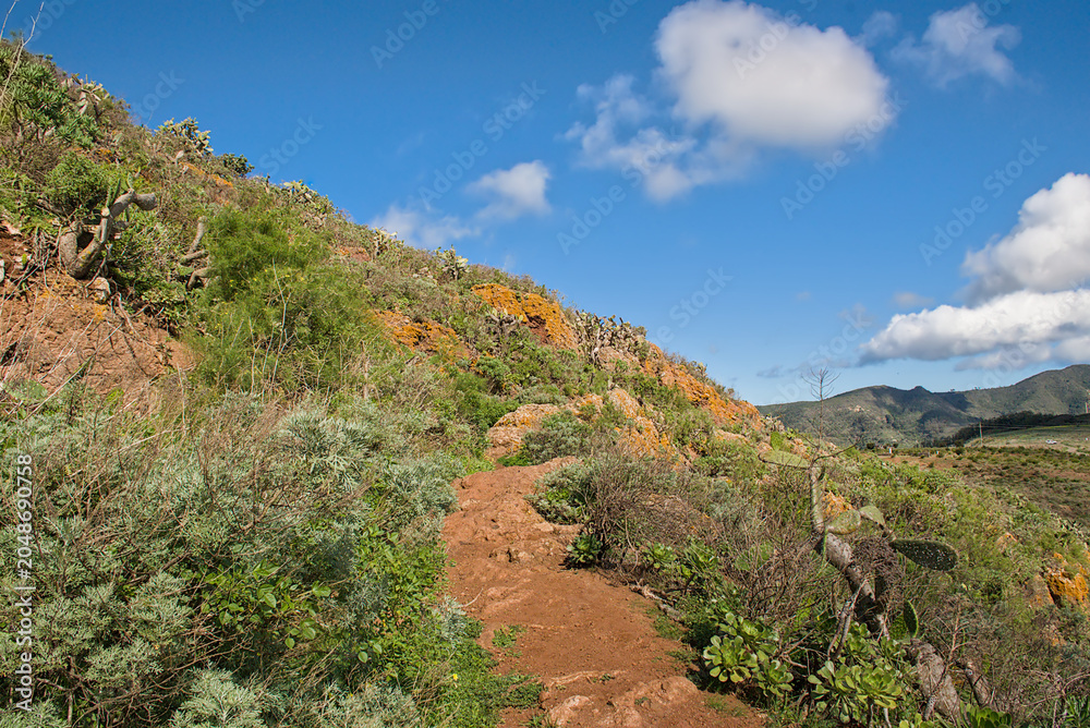 Obraz premium rocky hiking trail in the green Anaga mountains under a blue sky in Tenerife, Canary islands, Spain 
